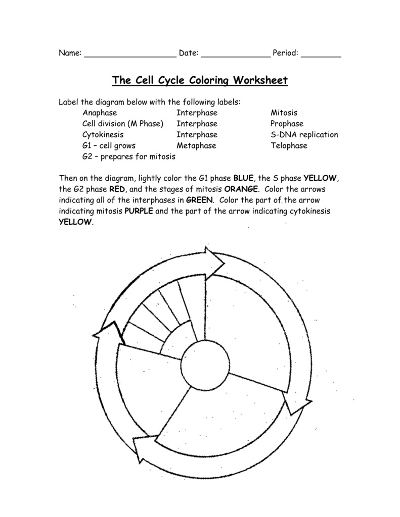 10 In Depth Worksheet For Understanding The Cell Cycle The Teach Simple Blog 10 In Depth Worksheet For Understanding The Cell Cycle The Teach Simple Blog