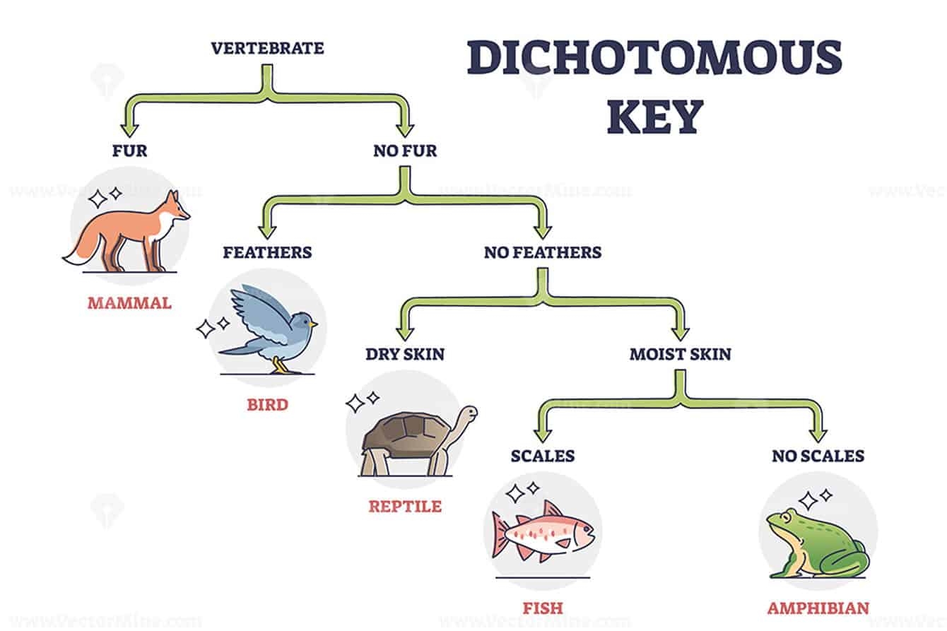 dichotomous key worksheet