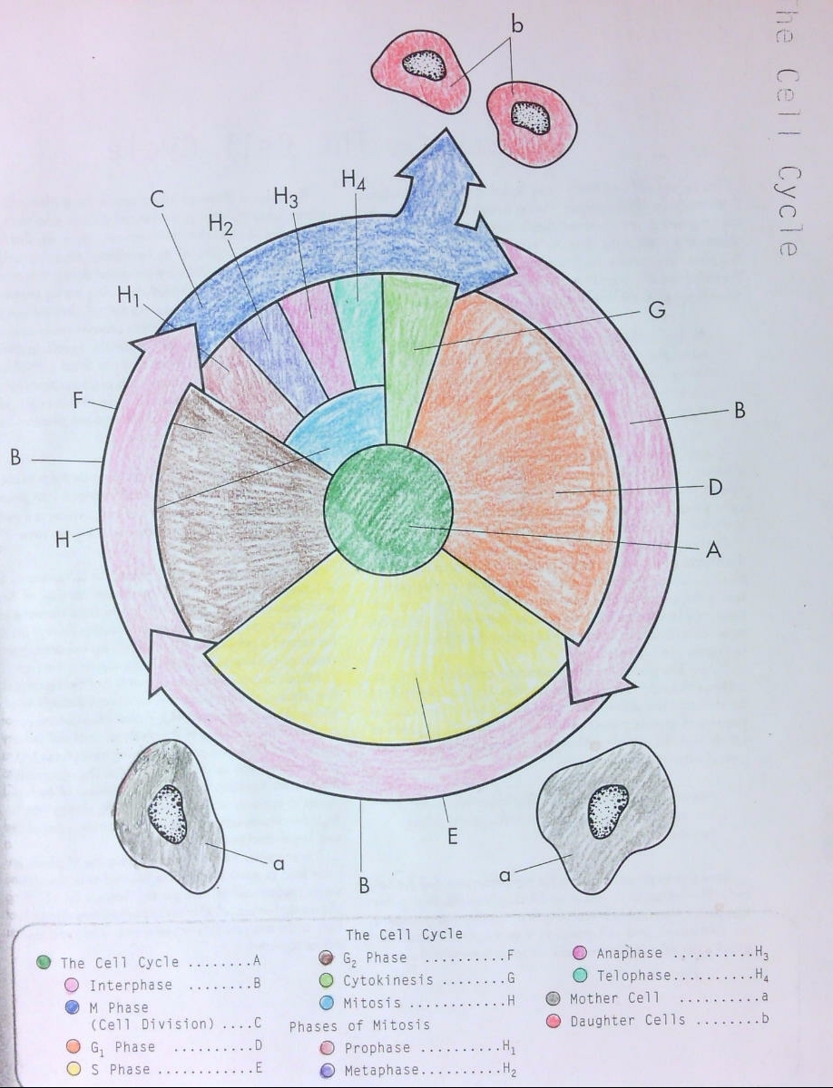 the cell cycle coloring worksheet the cell cycle coloring worksheet