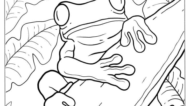 47 Frog Coloring Pages Free PDF Printables
