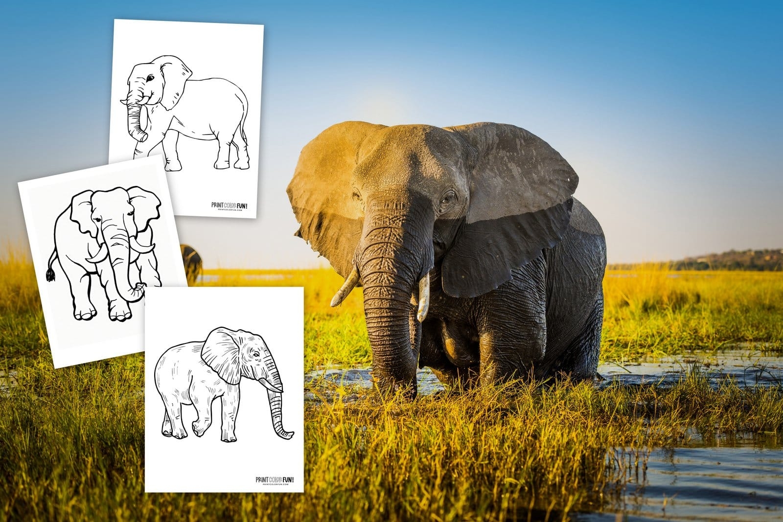 6 Realistic Elephant Coloring Pages To Print At PrintColorFun 6 Realistic Elephant Coloring Pages To Print At PrintColorFun