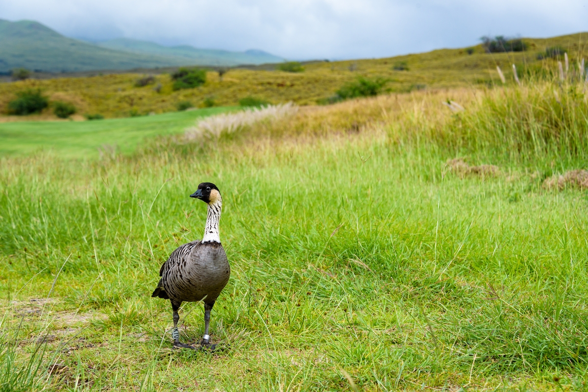 hawaiian goose crossword clue