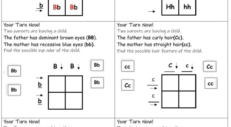 9 Hands On Worksheet Punnett Square Worksheet The Teach Simple Blog
