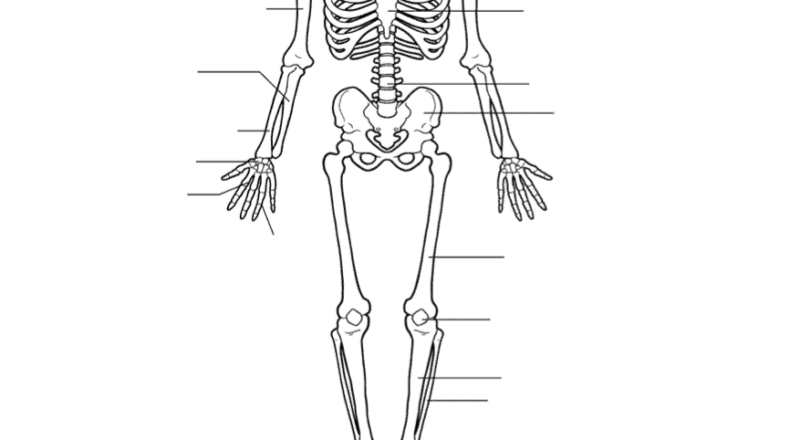 Access The Skeletal System Worksheet For PE Lessons PE Scholar
