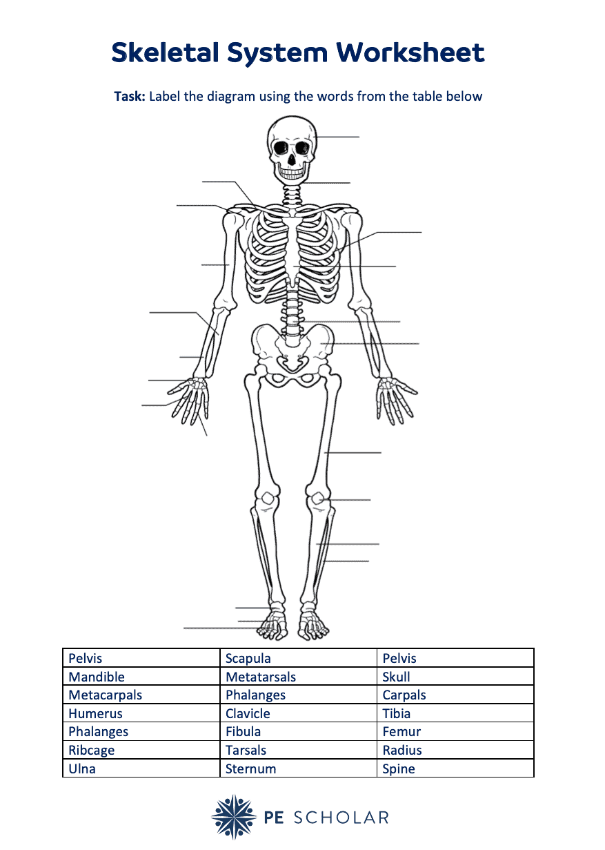 Access The Skeletal System Worksheet For PE Lessons PE Scholar Access The Skeletal System Worksheet For PE Lessons PE Scholar
