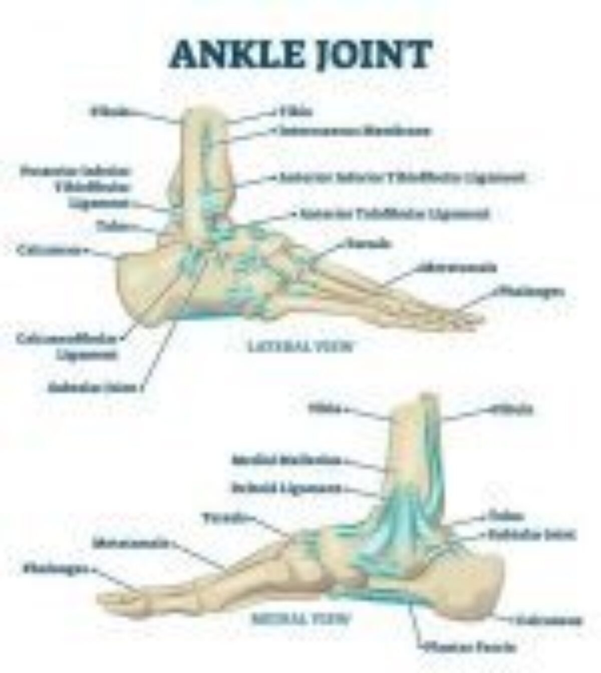 Ankle Bones 101 A Comprehensive Guide JOI Jacksonville Orthopaedic Institute Ankle Bones 101 A Comprehensive Guide JOI Jacksonville Orthopaedic Institute