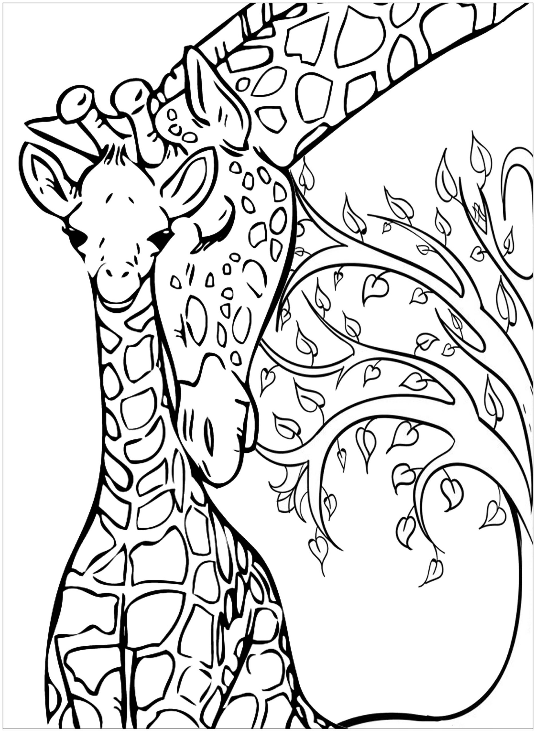 Baby Giraffe And His Mother Giraffes Coloring Pages For Adults Baby Giraffe And His Mother Giraffes Coloring Pages For Adults