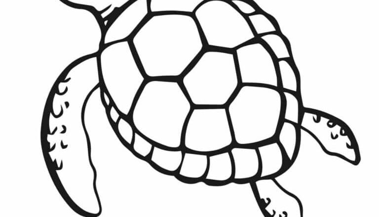 Beautiful Sea Turtle Coloring Pages Nature Inspired Learning
