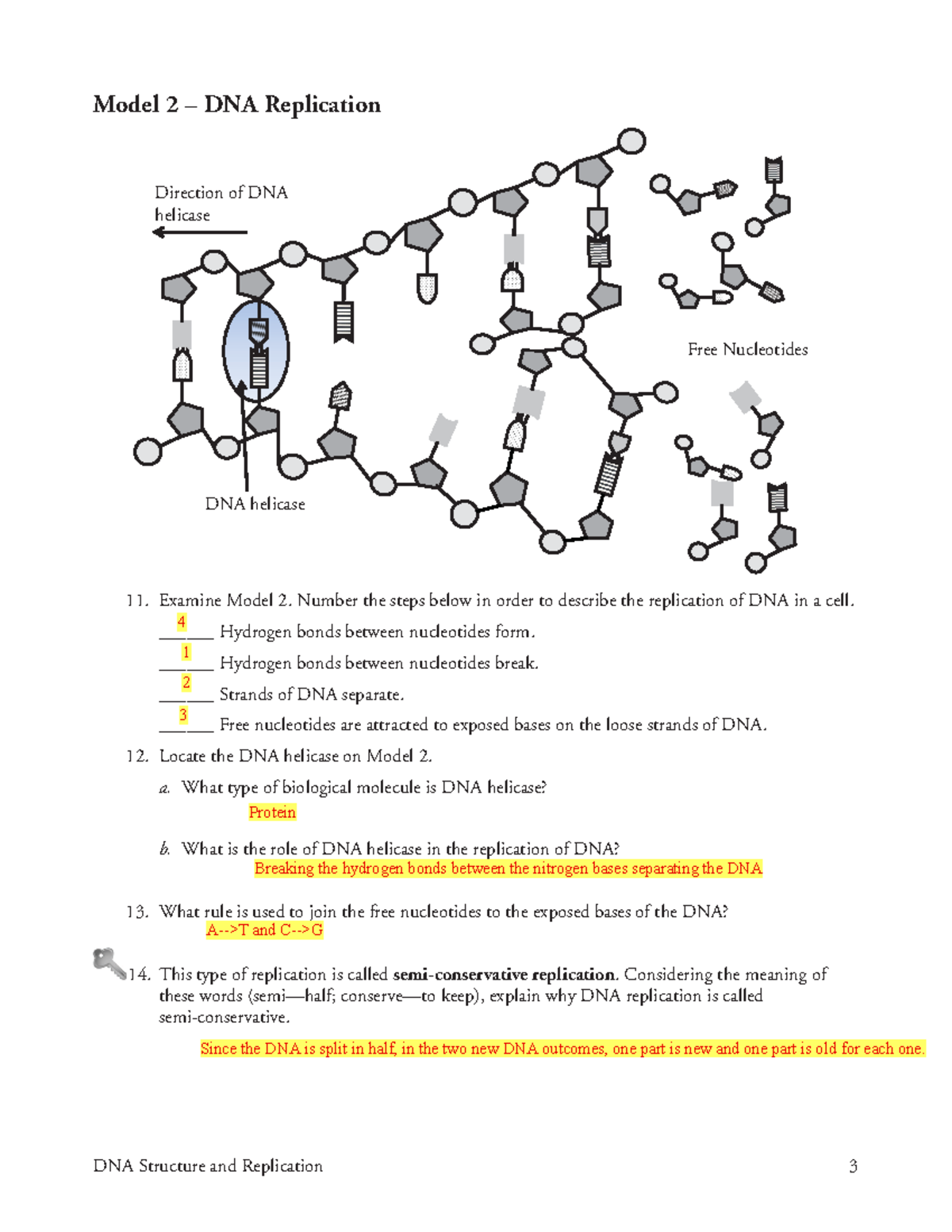 Biology 1 Final Exam Review DNA Structure Replication Model Studocu Biology 1 Final Exam Review DNA Structure Replication Model Studocu
