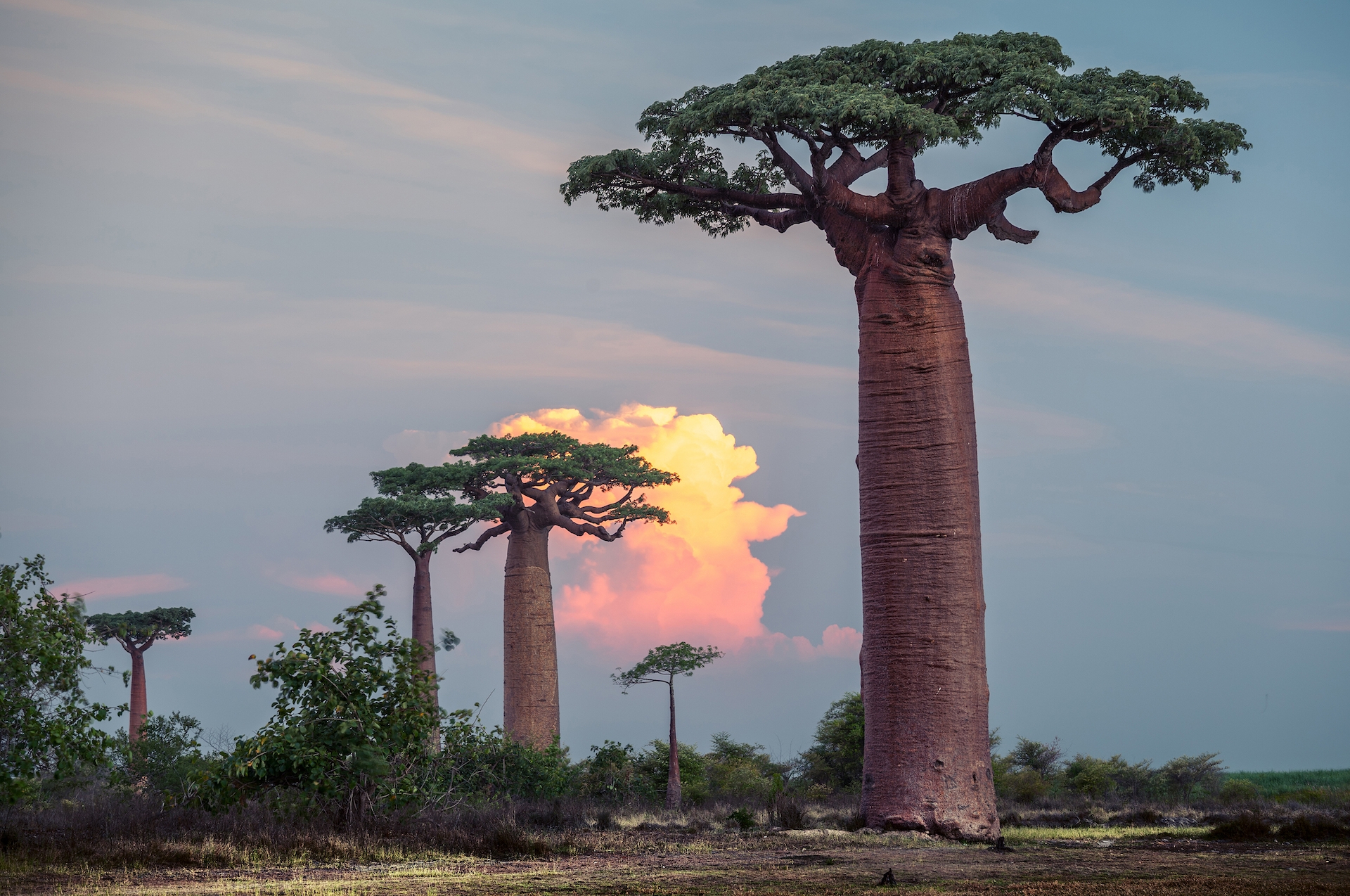 Bizarre Evolutionary Roots Of Africa s Iconic Upside down Baobab Trees Revealed Live Science