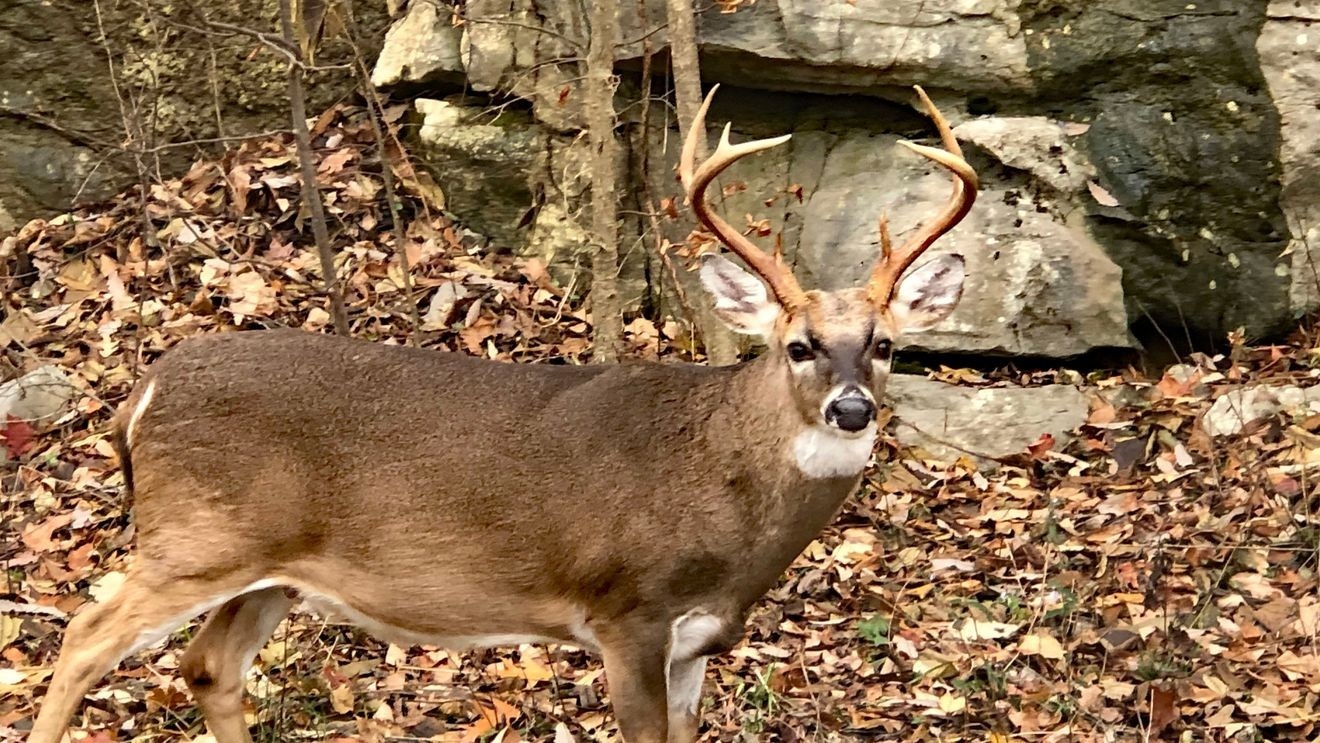 Busting The big Buck Track Myth Busting The big Buck Track Myth