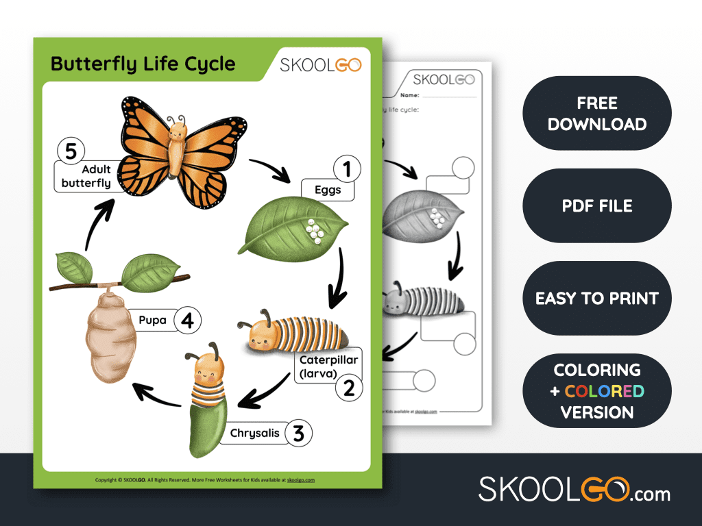 butterflies life cycle worksheet butterflies life cycle worksheet