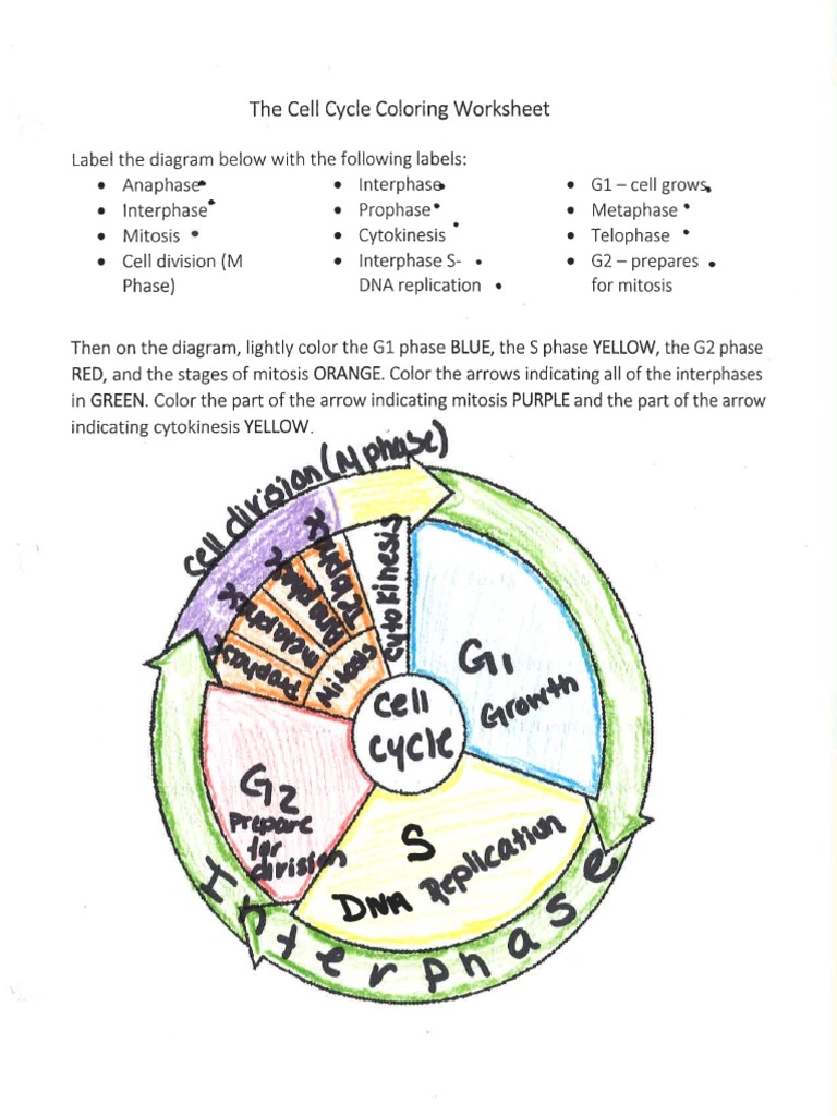 the cell cycle worksheet the cell cycle worksheet