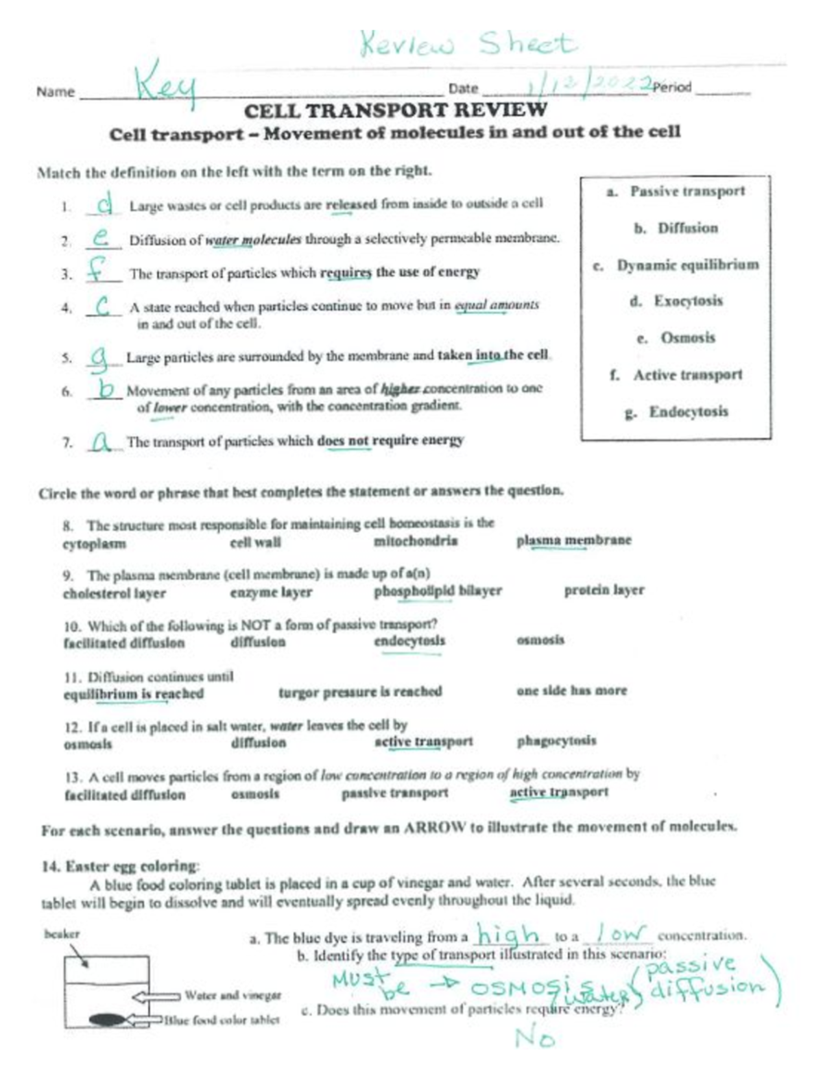 Cell Transport Review Worksheet 12 09 22 Study Guide Studocu Cell Transport Review Worksheet 12 09 22 Study Guide Studocu