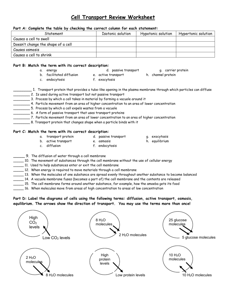 Cell Transport Review Worksheet Biology High School Cell Transport Review Worksheet Biology High School