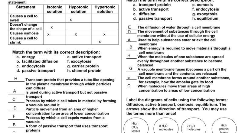 Cell Transport Review Worksheet Osmosis Diffusion