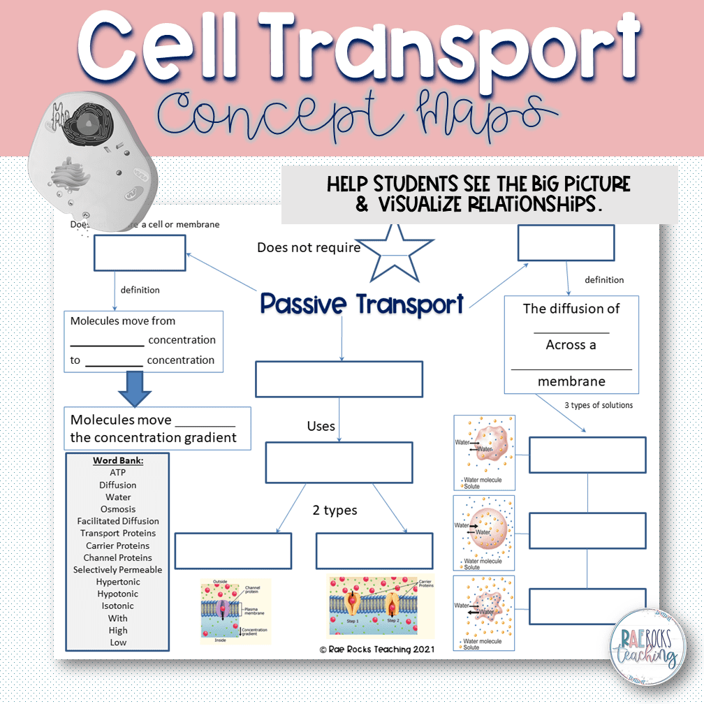 Cell Transport Review Worksheet Rae Rocks Teaching Cell Transport Review Worksheet Rae Rocks Teaching