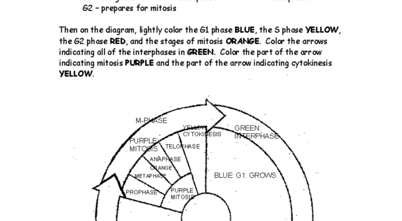 Cells And Cell Cycle Coloring Worksheet For Bio 101 Midterm Exam Studocu