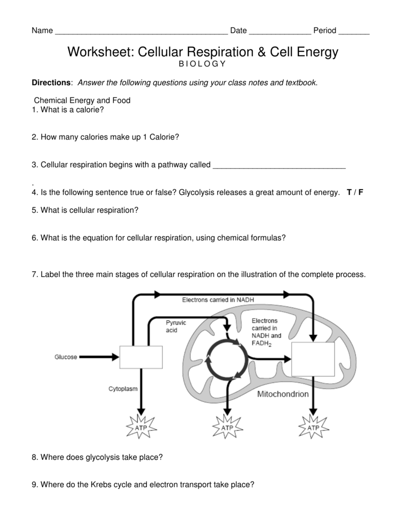 cellular respiration worksheet