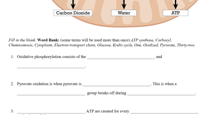 Cellular Respiration Worksheets Teaching Resources