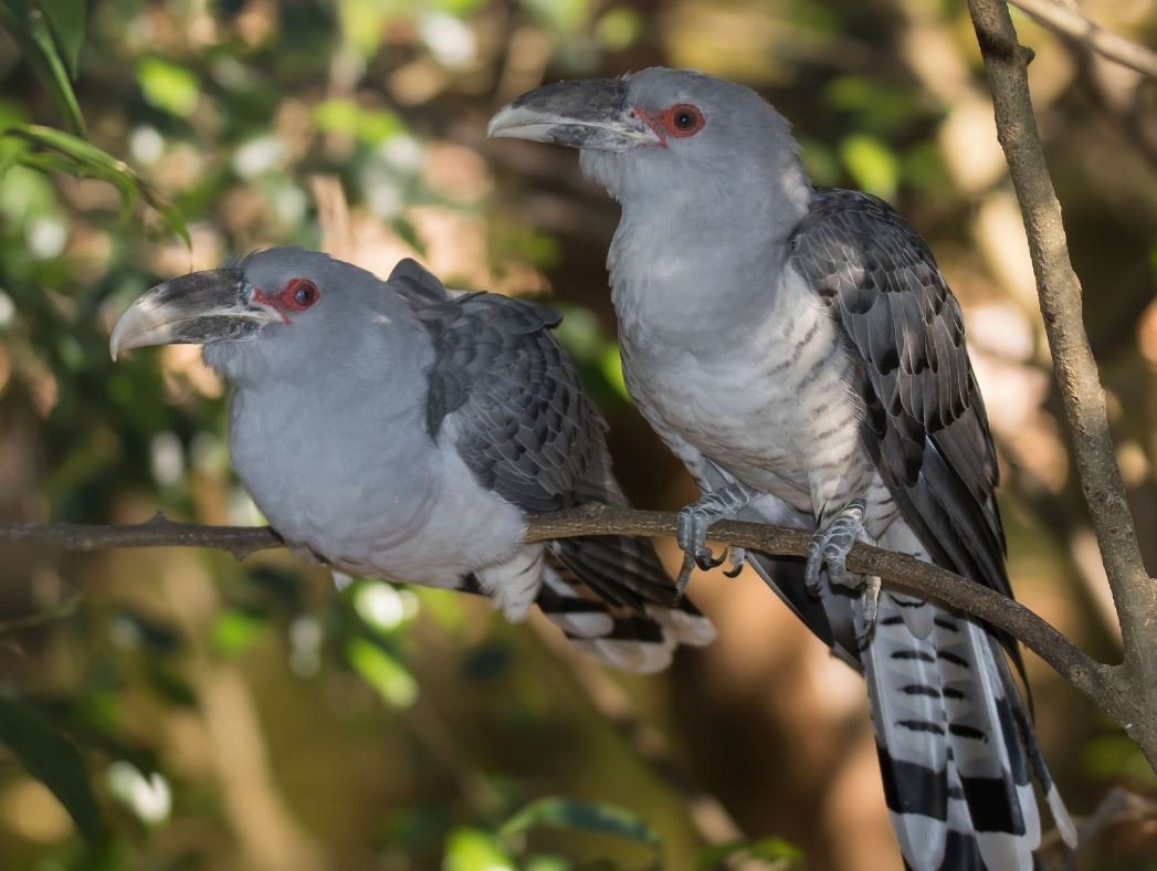 Channel billed Cuckoo The Australian Museum Channel billed Cuckoo The Australian Museum