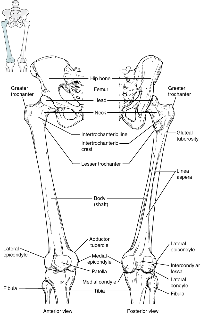 Chapter 8 The Appendicular Skeleton Anatomy And Physiology Laboratory Manual For Nursing And Allied Health
