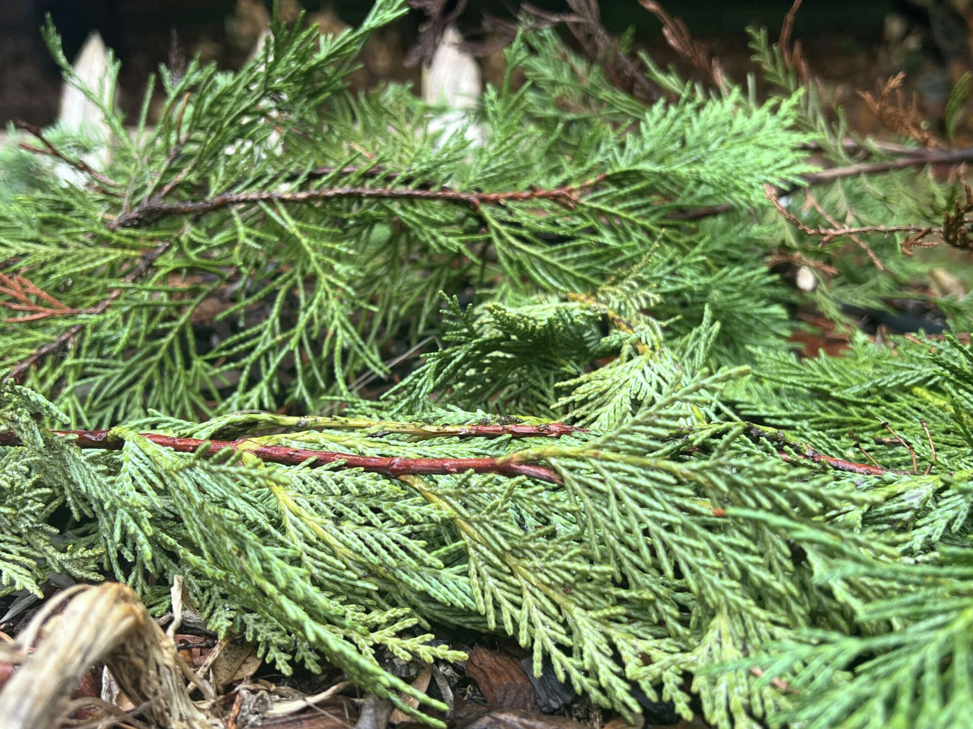 Christmas Is Over But What To Do With The Tree Here s Some Alternatives To The Landfill Christmas Is Over But What To Do With The Tree Here s Some Alternatives To The Landfill