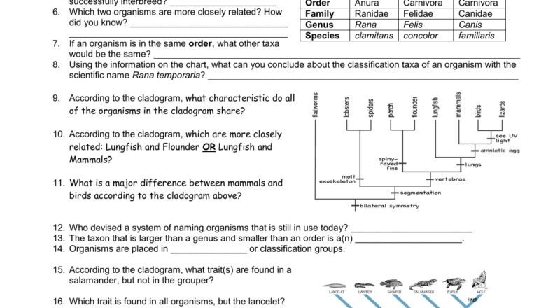Classification Kingdoms Worksheet