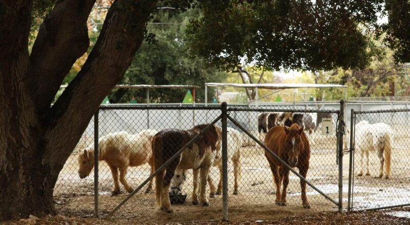 Council Members Want Assessment Of Griffith Park Ponies Los Angeles Times