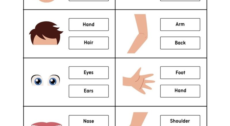 Customize 82 Body Parts Worksheets Templates Online Canva