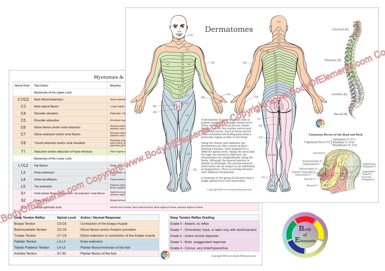 Dermatome And Myotome Map Etsy
