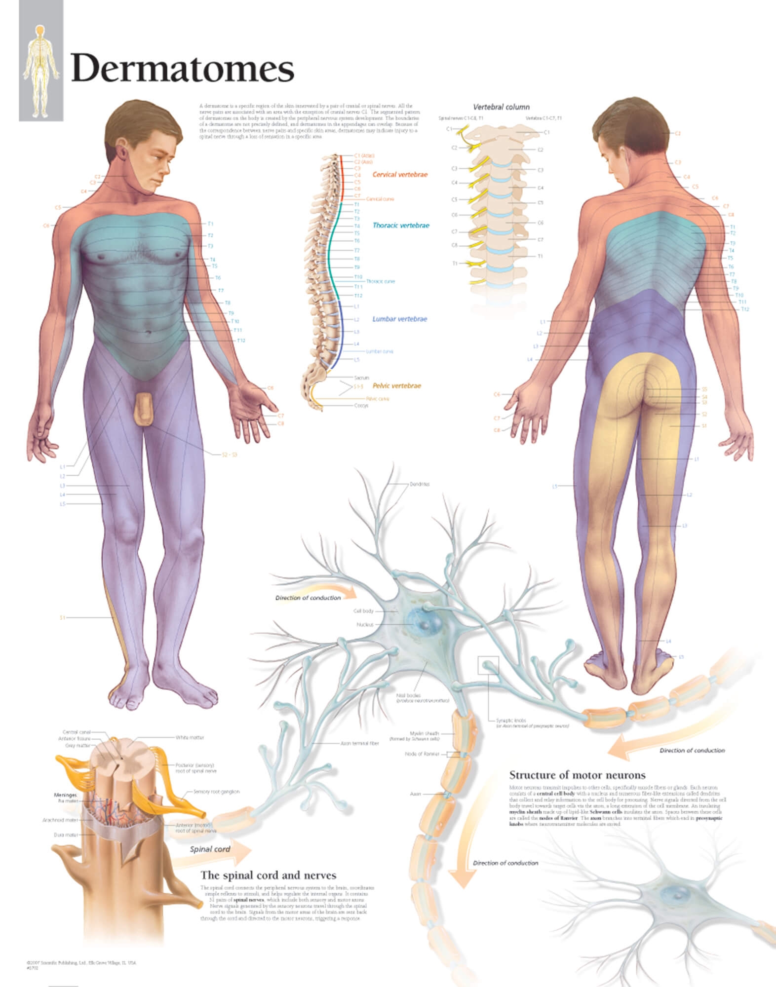 Dermatomes Anatomical Chart Printable Poster About Dermatomes And Cutaneous Innervation Areas Anatomy Posters