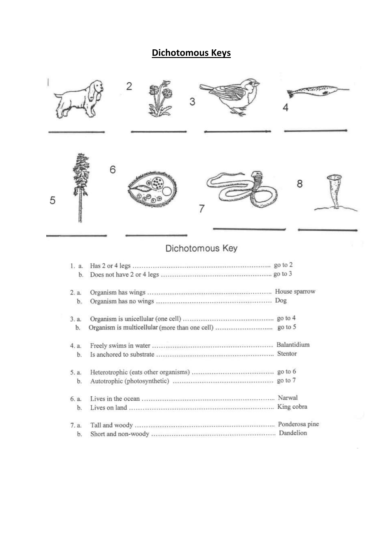Dichotomous Key Worksheet