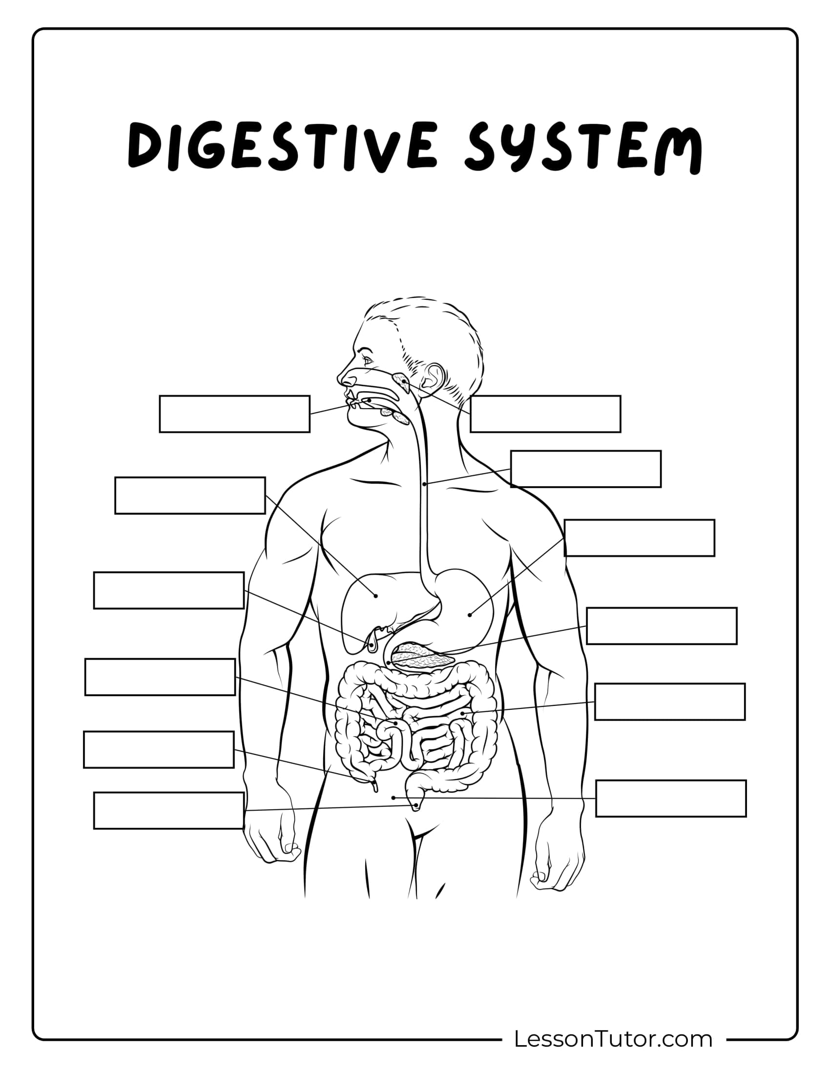 digestive system worksheet