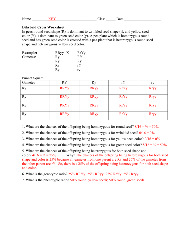 dihybrid cross worksheet
