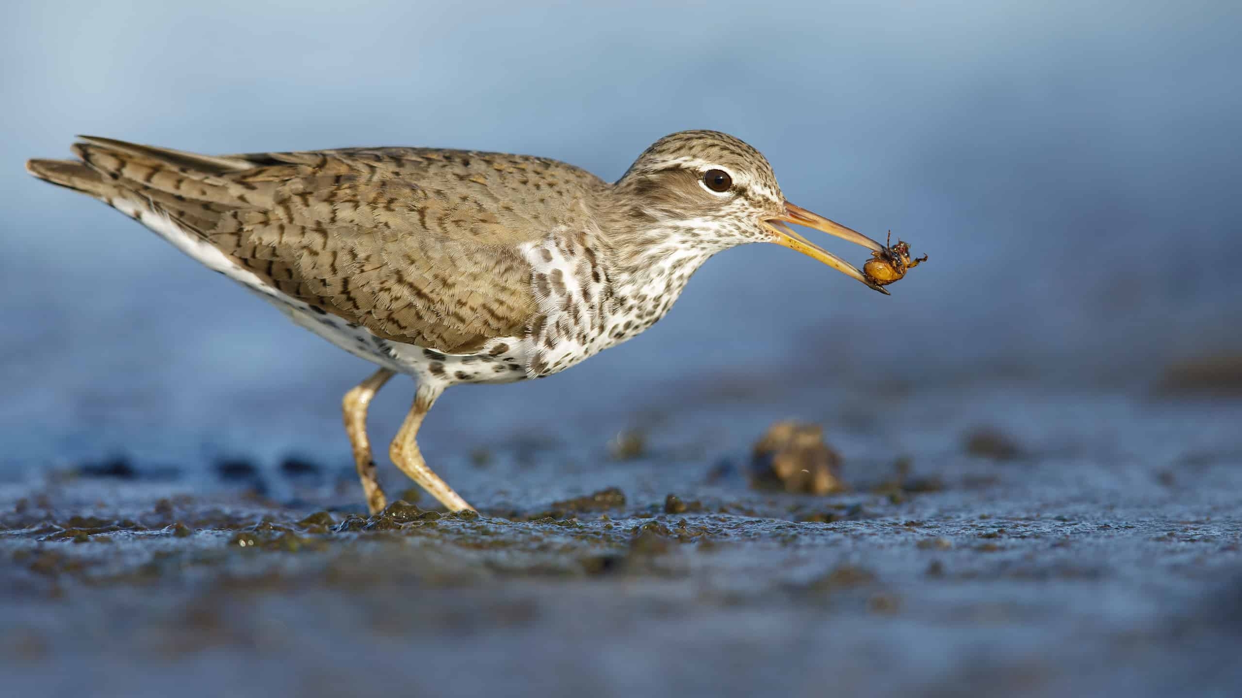 Discover 11 Shorebirds A Guide Birds At The Beach