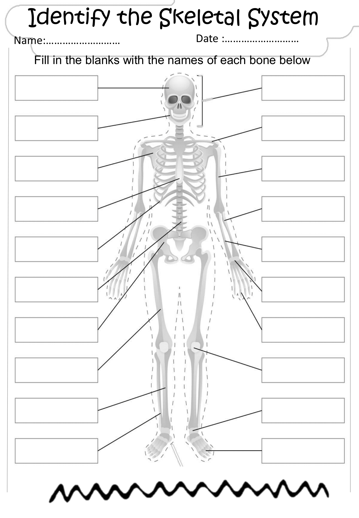 skeletal system worksheet skeletal system worksheet