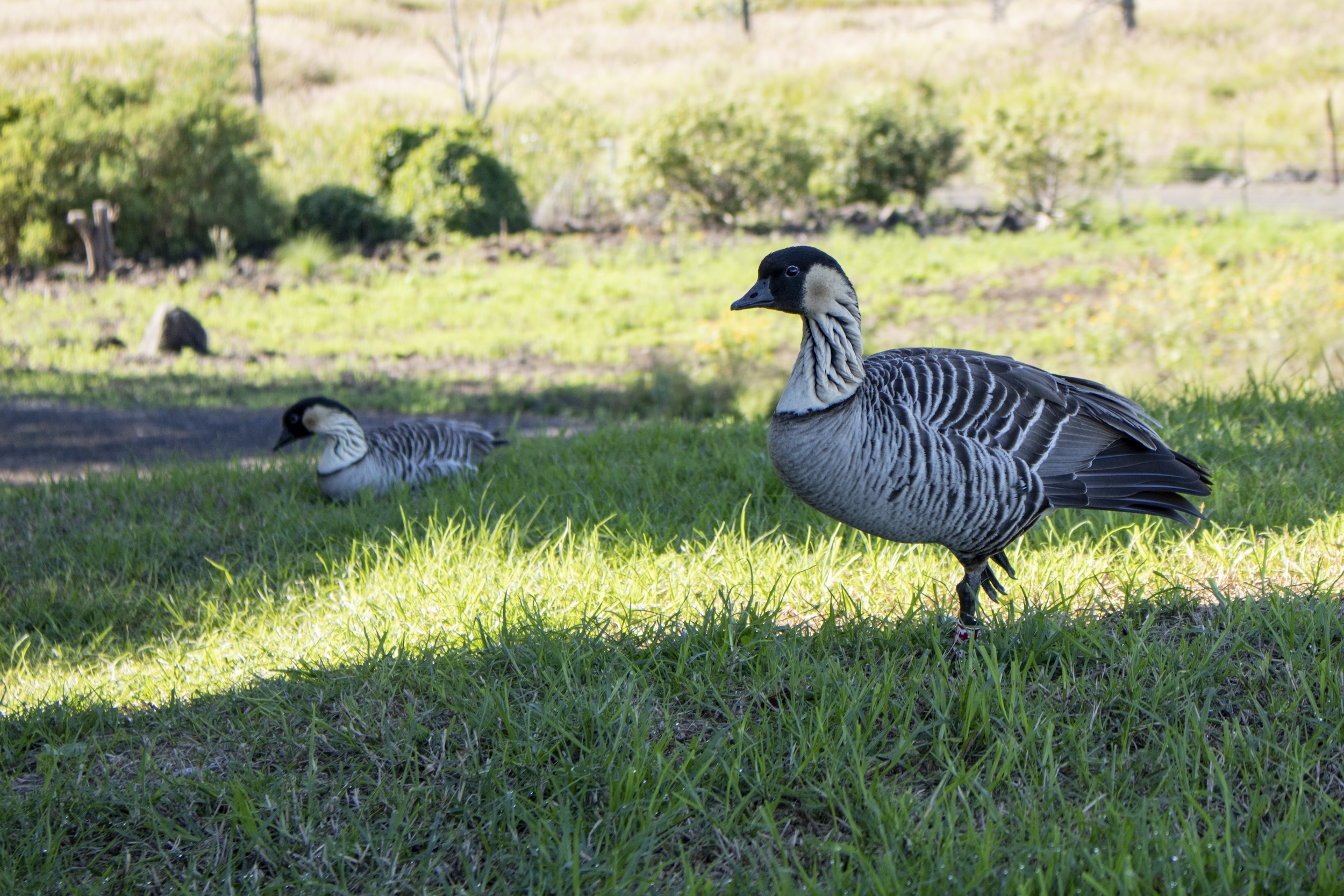 Division Of Forestry And Wildlife Wildlife Program N n 