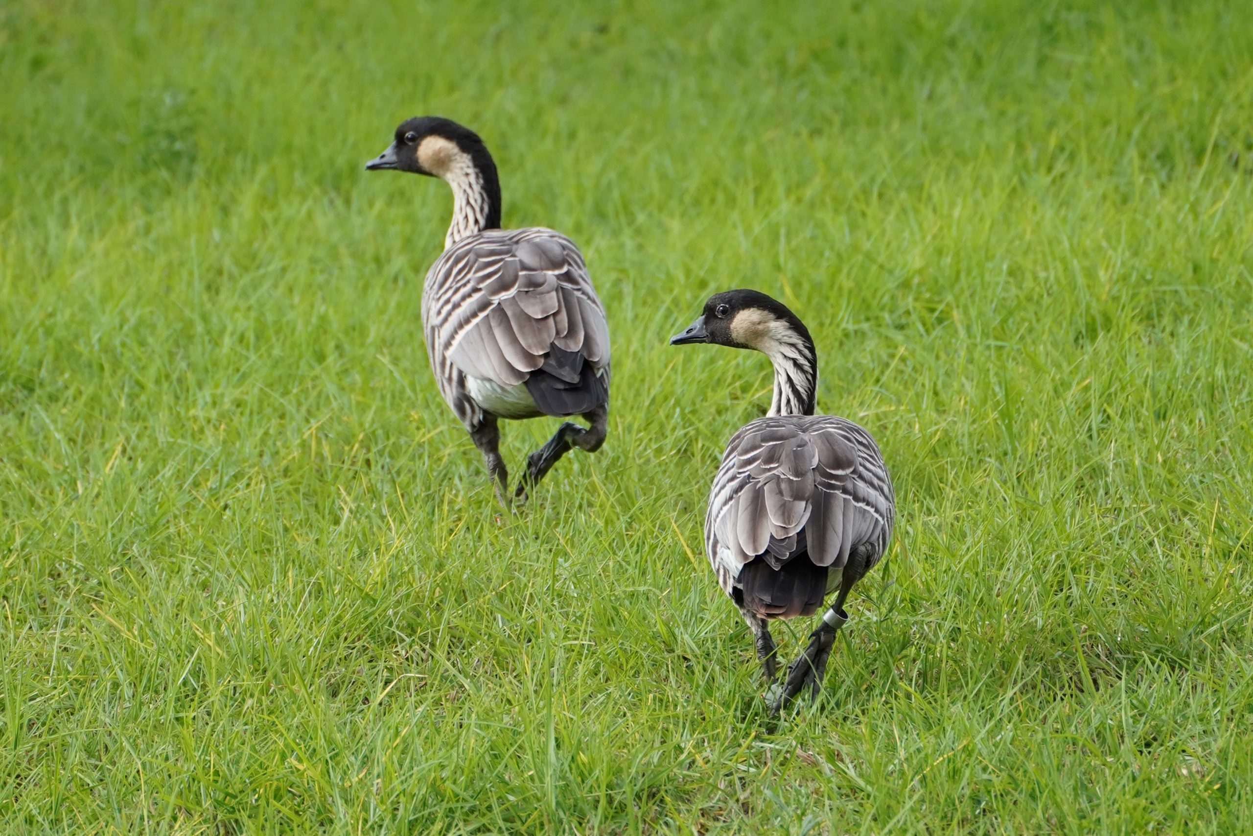 Division Of Forestry And Wildlife Wildlife Program N n 