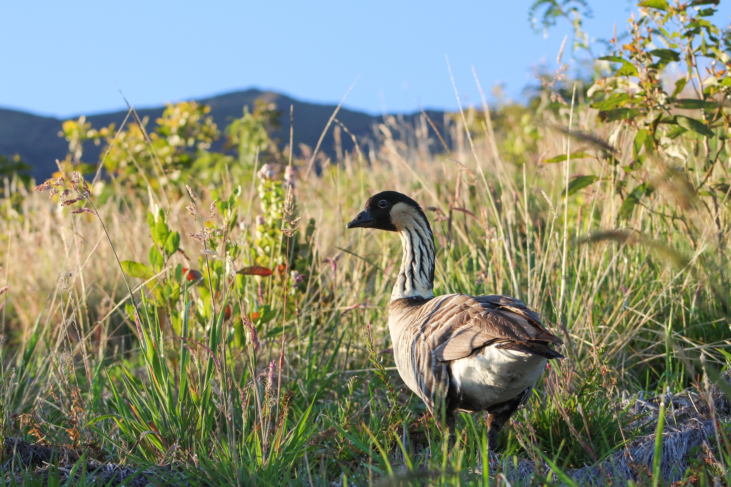 Division Of Forestry And Wildlife Wildlife Program N n 