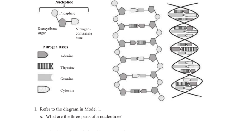DNA Structure And Replication Worksheet