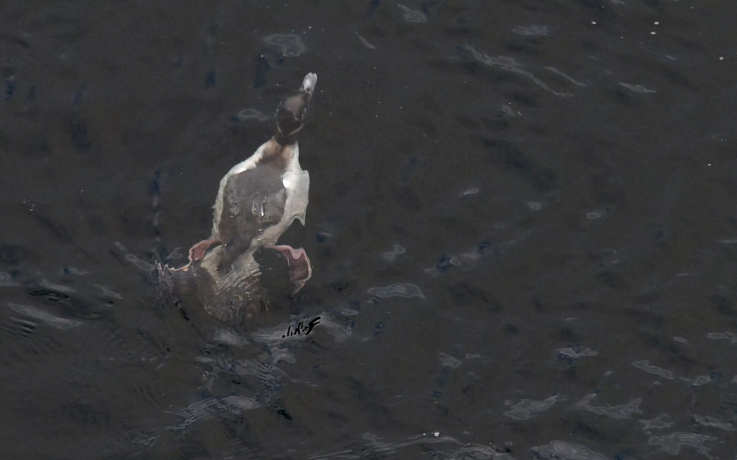 Duck In Peter And The Wolf Crossword Clue