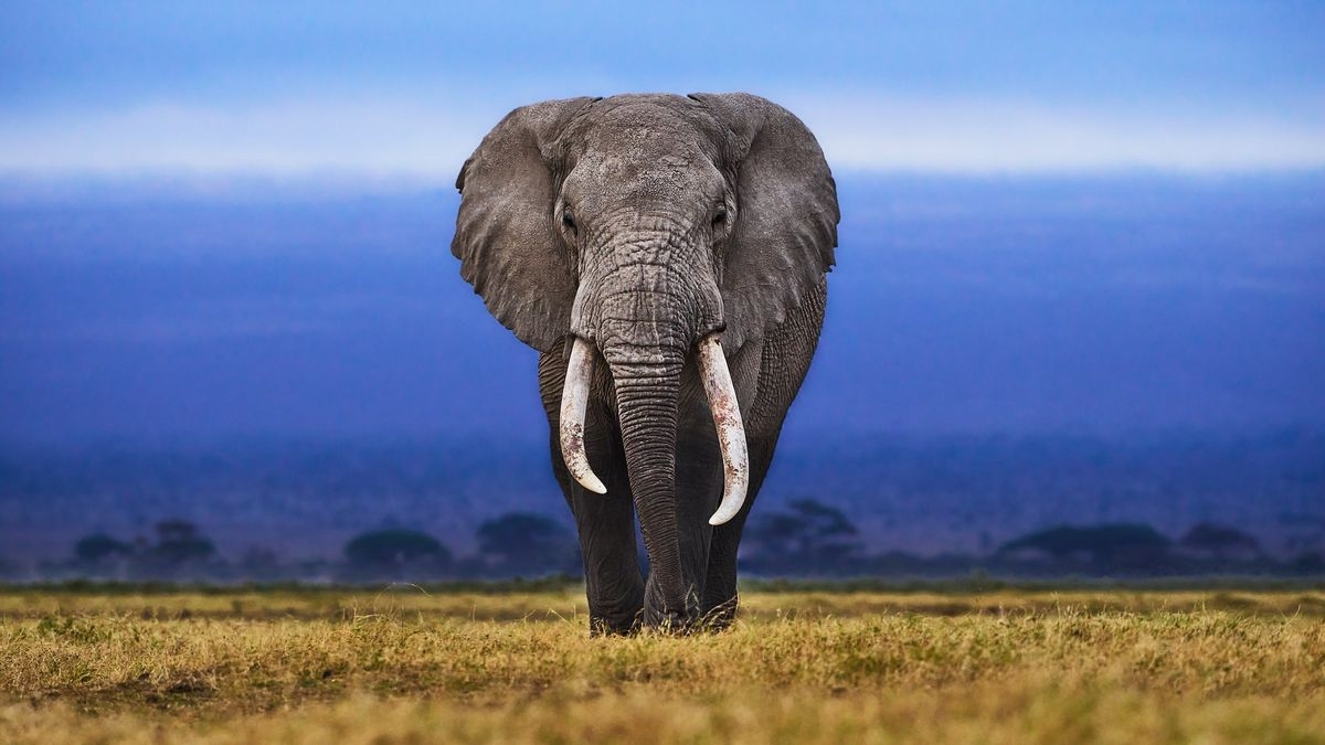 Elephants Facts About Earth s Largest Living Land Animals Live Science Elephants Facts About Earth s Largest Living Land Animals Live Science
