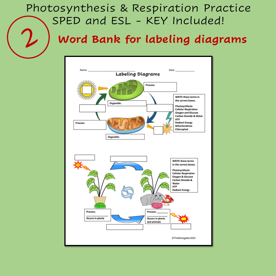 ESL Biology Photosynthesis And Cellular Respiration 3 Worksheets Made By Teachers ESL Biology Photosynthesis And Cellular Respiration 3 Worksheets Made By Teachers