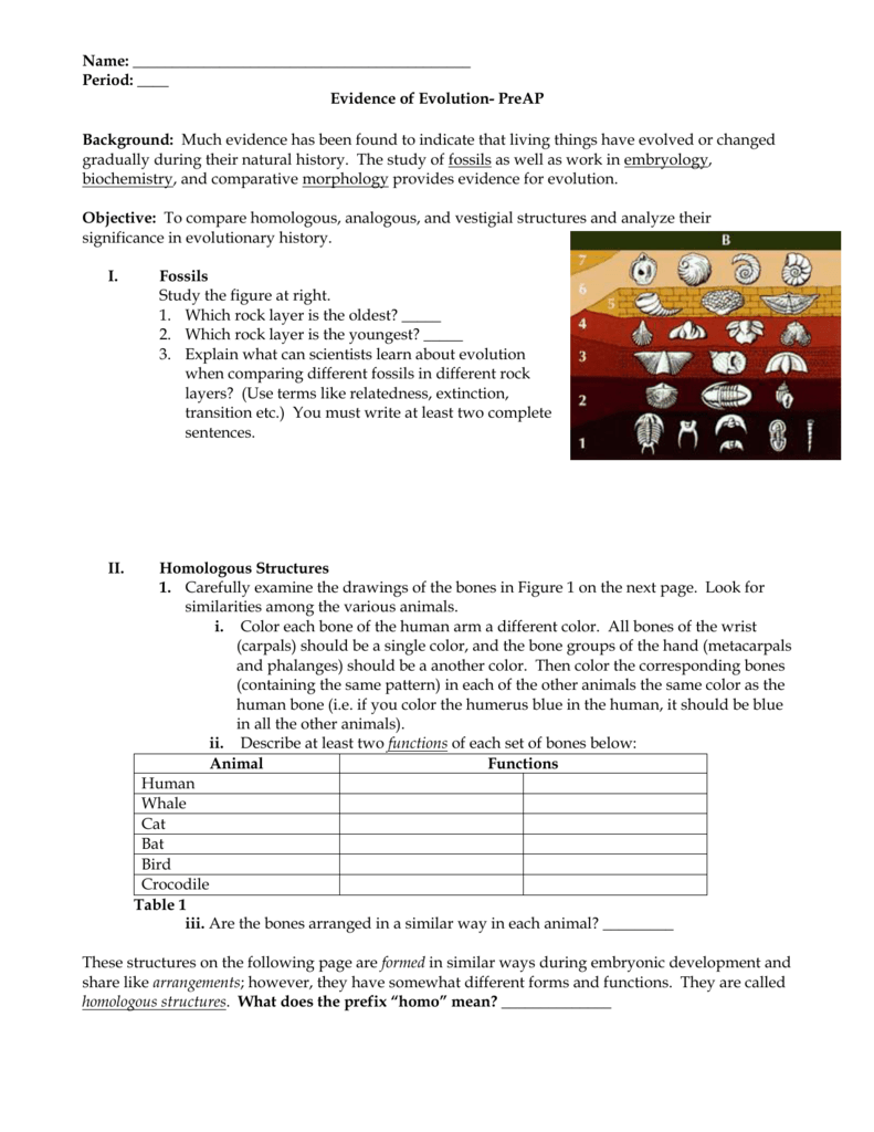 evidence of evolution worksheet