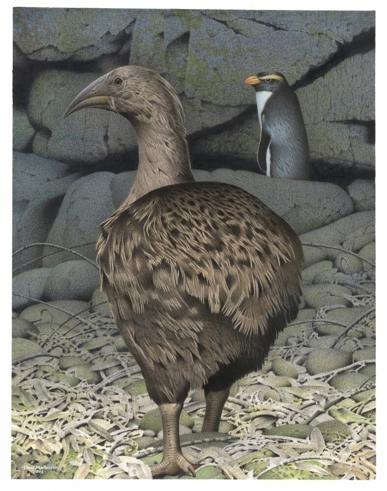 Extinct New Zealand Bird Crossword Clue