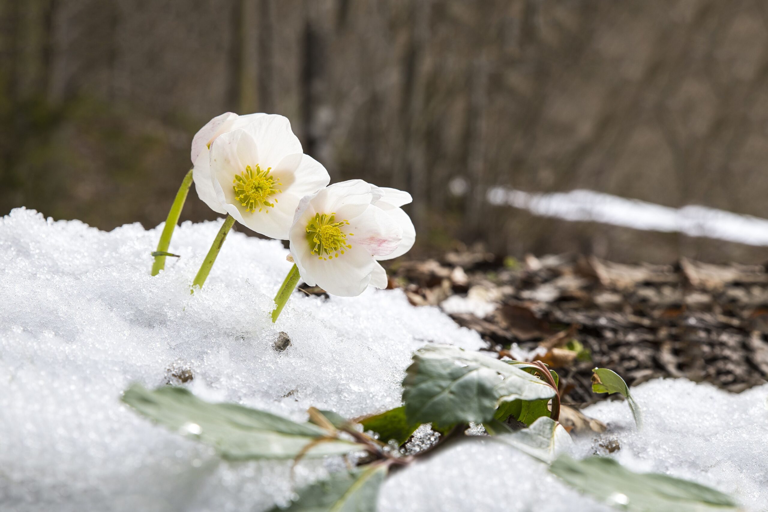 Flowers That Bloom In Late Winter Nyt Add Instant Joy To Your Winter Garden Now 11 Best Wter Plants For A Colorful 2024 Wter Plants
