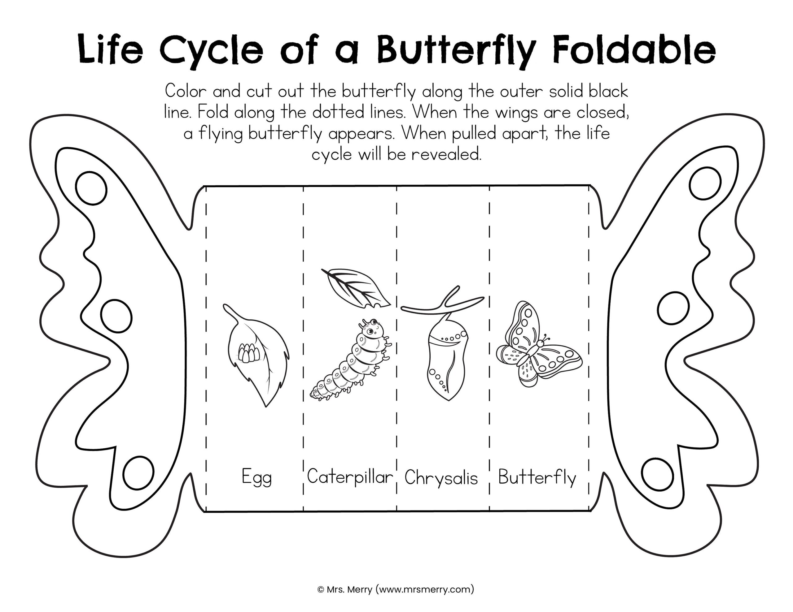 worksheet life cycle of butterfly