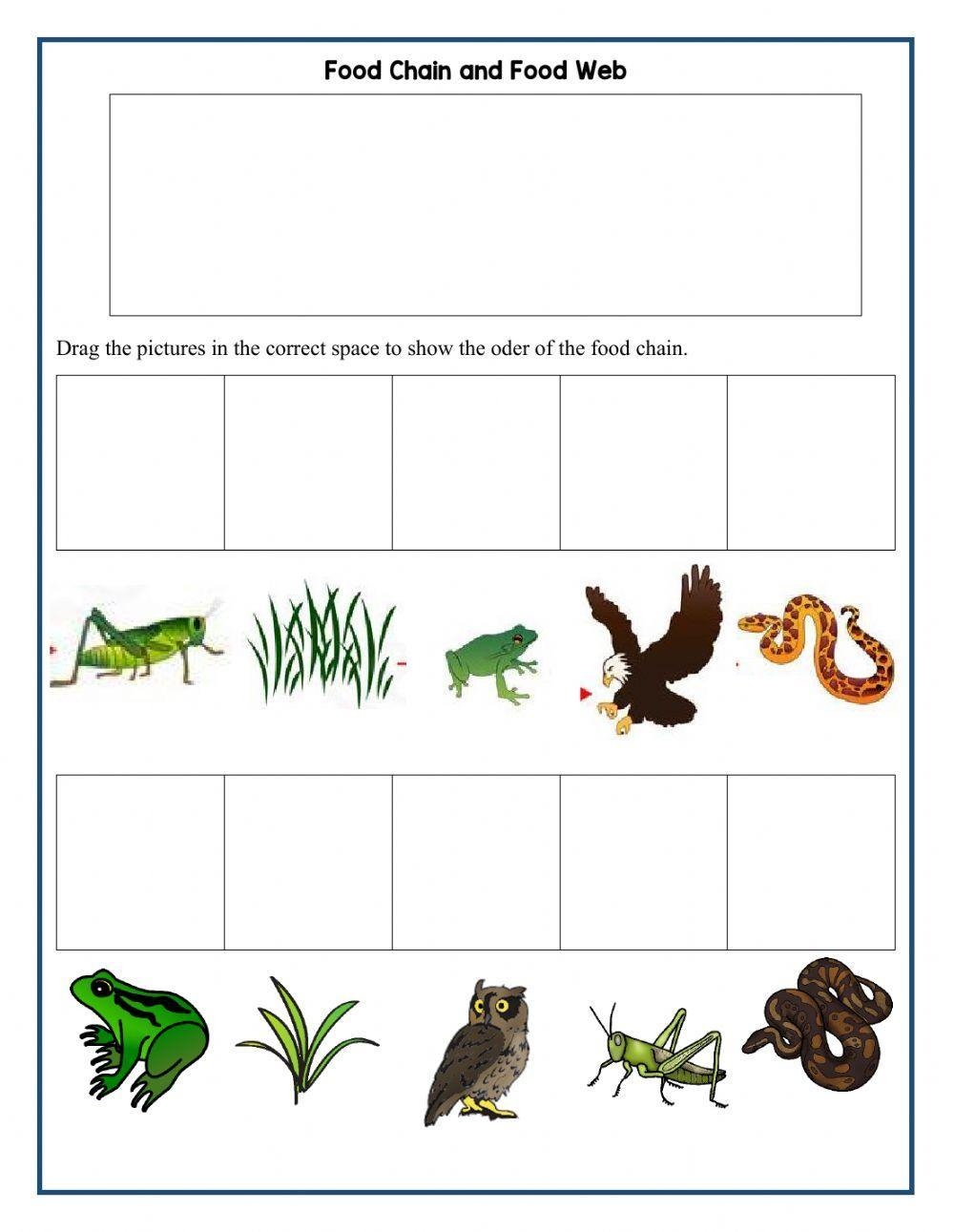 Food Chain And Food Web Interactive Worksheet Worksheets Library Food Chain And Food Web Interactive Worksheet Worksheets Library