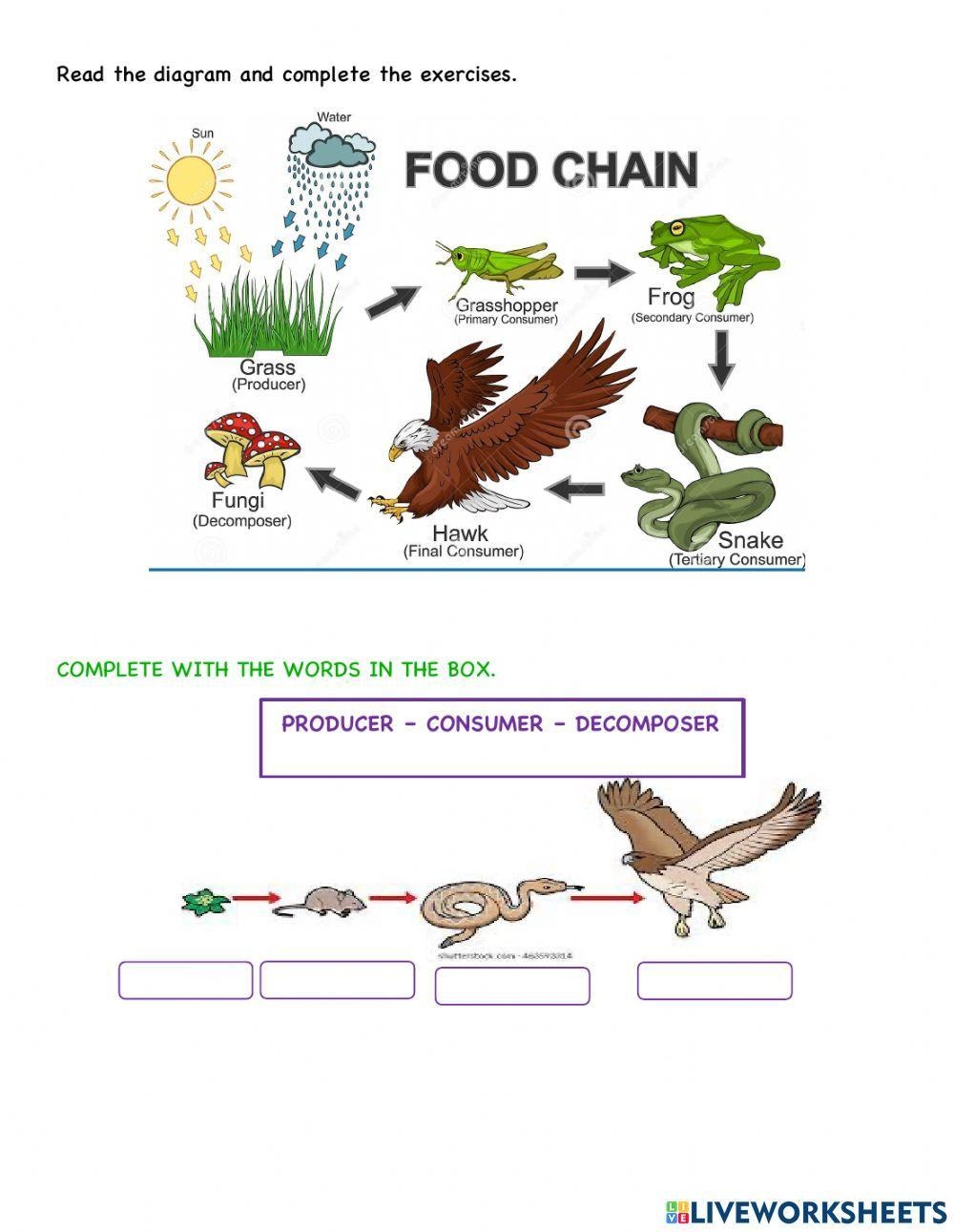 food chain worksheet food chain worksheet